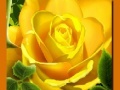 遊戲Yellow Roses