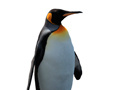 遊戲Penguin Painting: Coloring For Kids