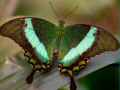 遊戲100 Pics Quiz Online