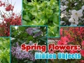 遊戲Spring Flowers: Hidden Objects