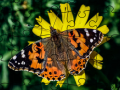 遊戲Jigsaw Puzzle: Spring