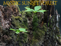 遊戲Mystic sunset forest