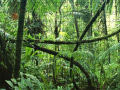 遊戲Jigsaw puzzle: Rainforest