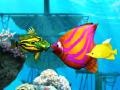遊戲Big Fish Eat Small Fish