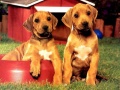 遊戲Puppy Pairs Puzzle
