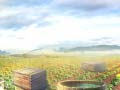遊戲Farm Treasure