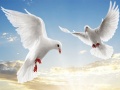 遊戲Flying Birds