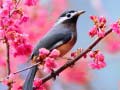 遊戲Lovable Birds
