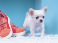 遊戲Lovely Puppy Puzzle