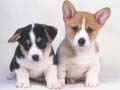 遊戲Cute Puppies Puzzle