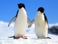 遊戲Penguin Puzzle