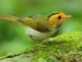 遊戲Birds Slide