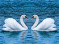 遊戲Swans Slide