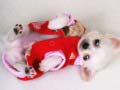 遊戲Lovely Puppy Slide