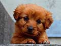 遊戲Puppy Puzzle