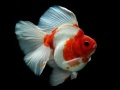 遊戲Gold Fish Jigsaw Puzzle