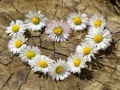 遊戲Daisy Heart Jigsaw