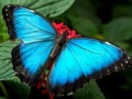 遊戲Nature Jigsaw Puzzle Butterfly