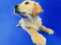 遊戲Funny Cats And Dogs Jigsaw Puzzle