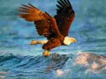 遊戲Animals Jigsaw Puzzle Eagle