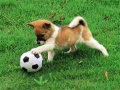 遊戲Playful Puppy Outdoor Puzzle
