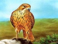 遊戲Birds of Prey Slide