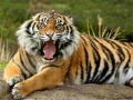 遊戲Animals Jigsaw Puzzle Tiger
