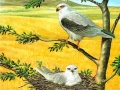 遊戲Birds Of Prey Puzzle