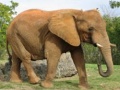遊戲Animals Jigsaw Puzzle - Elephants