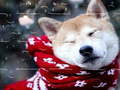 遊戲Winter Pets Puzzle