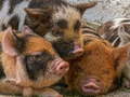 遊戲Piglet Piggy Jigsaw