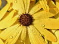 遊戲Flower Petals Raindrop Jigsaw