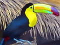 遊戲Toucan Bird Jigsaw