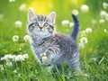 遊戲Kittens Jigsaw
