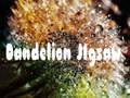 遊戲Dandelion Jigsaw