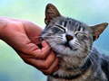 遊戲Tickling Cat