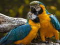 遊戲Parrot Jigsaw