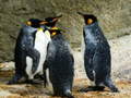 遊戲King Penguin Jigsaw