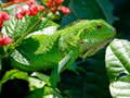 遊戲Wild Iguana