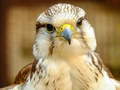 遊戲Gyrfalcon Jigsaw
