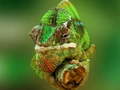 遊戲Chameleon Jigsaw