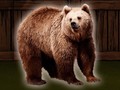遊戲Save The Grizzly Bear
