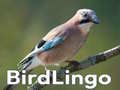 遊戲BirdLingo