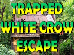 遊戲Trapped White Crow Escape