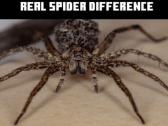 遊戲Real Spider Difference